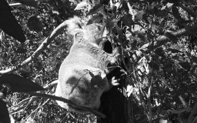 Field Trip 4 – Restoring Koala habitat in Kurrajong – $45 pp